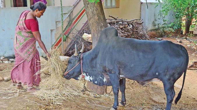 Kavitha feeding the bull she is training for Jallikattu this year. Kavitha feeding the bull she is training for Jallikattu this year.